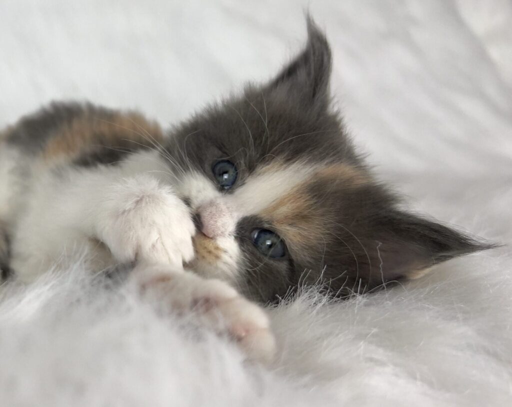 Mały perkalowy kotek o efektownych niebieskich oczach leży na pluszowym białym kocyku i żartobliwie skuba jedną ze swoich przednich łap.