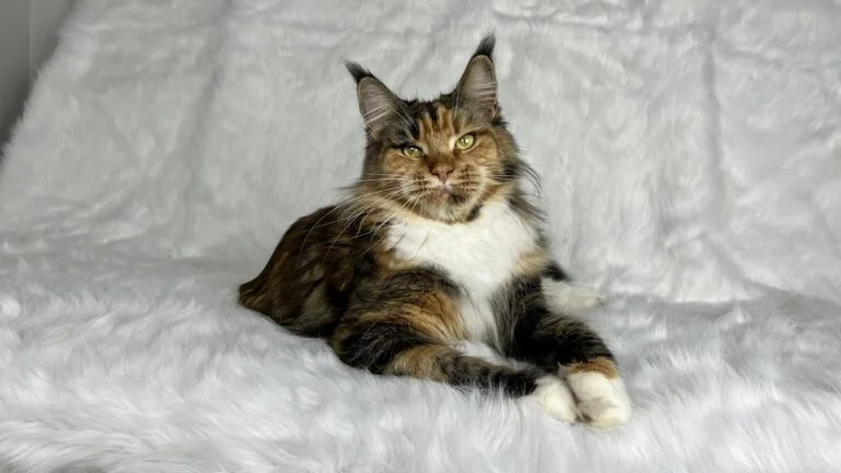 Hodowla Maine Coon w dolnośląskim – nasze koty