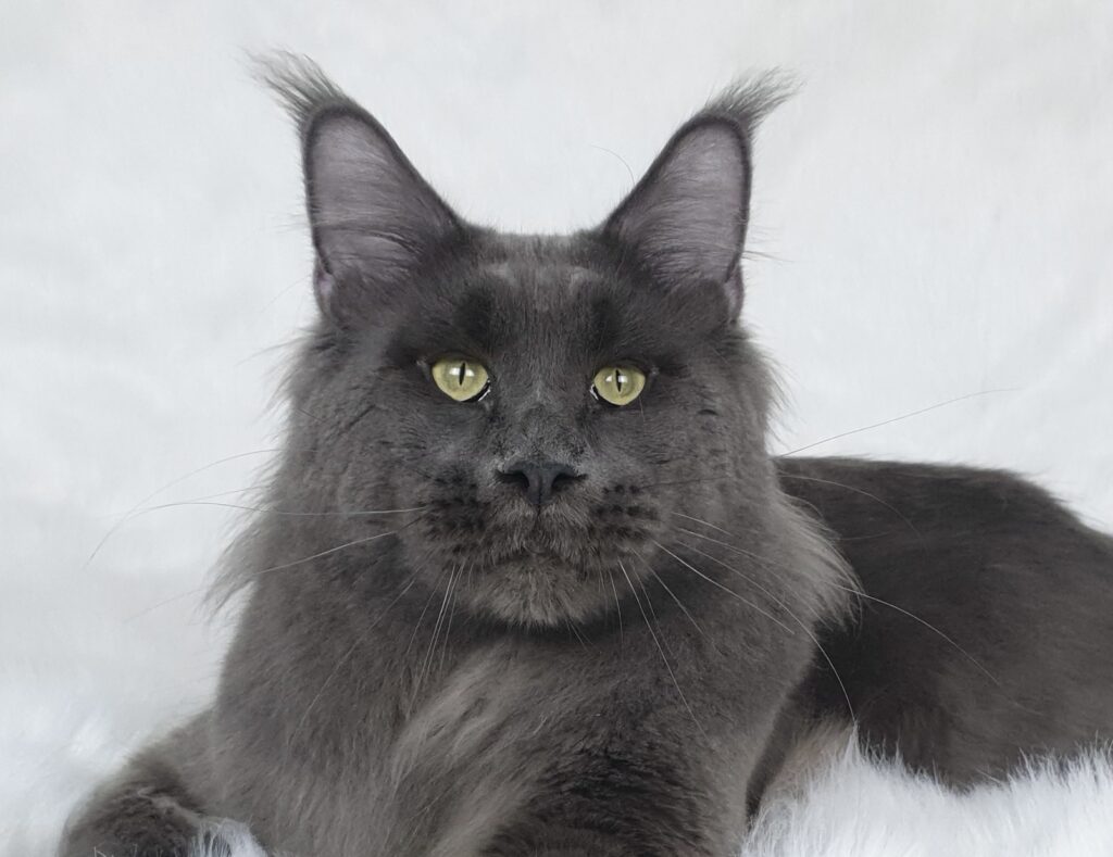 MCO as niebieski dymny (WildBeautyCoon's RU Klayder) w hodowli AuditorePL.