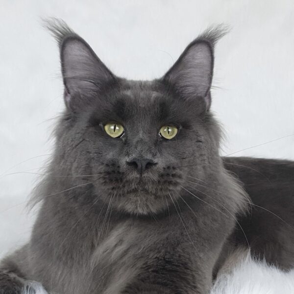 MCO as niebieski dymny (WildBeautyCoon's RU Klayder) w hodowli AuditorePL.