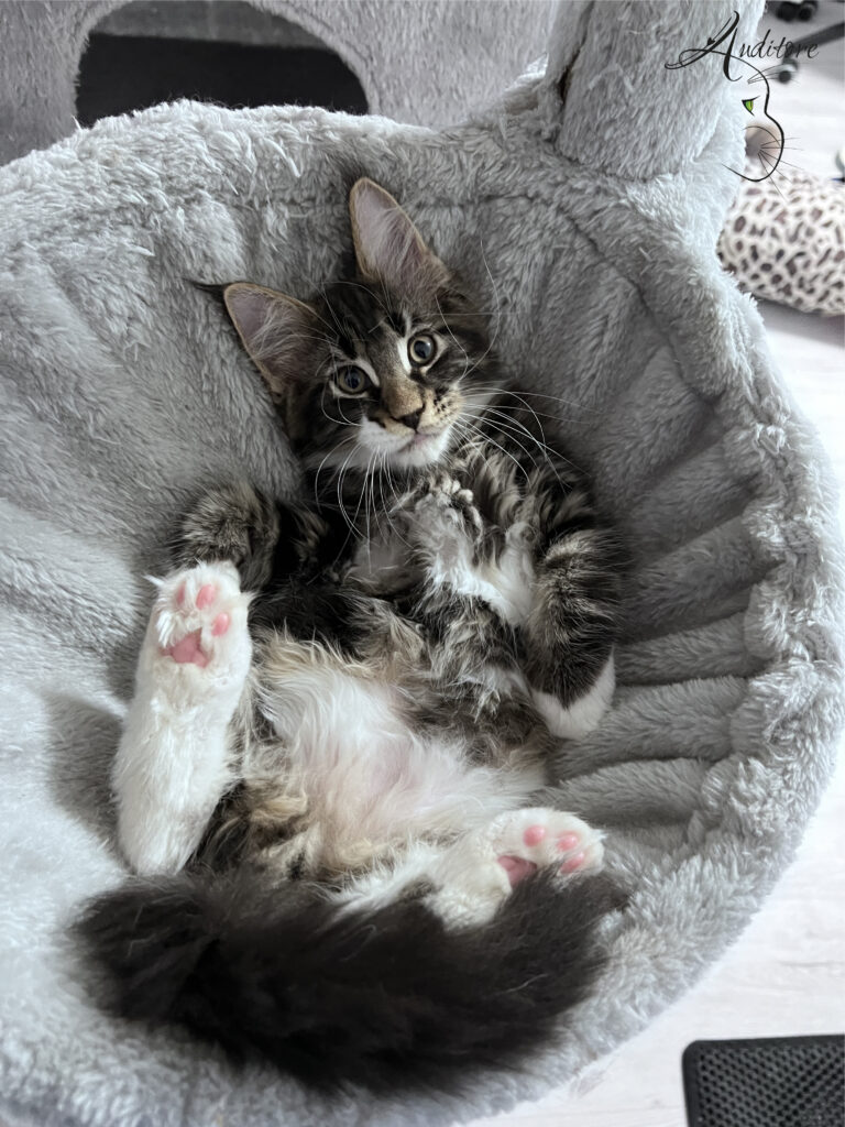 Kociak Maine Coon pokazuje brzuszek