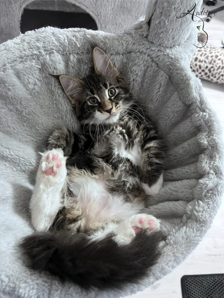 Kociak Maine Coon pokazuje brzuszek