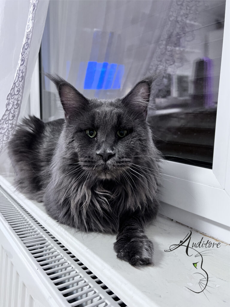 Niebieski Maine Coon