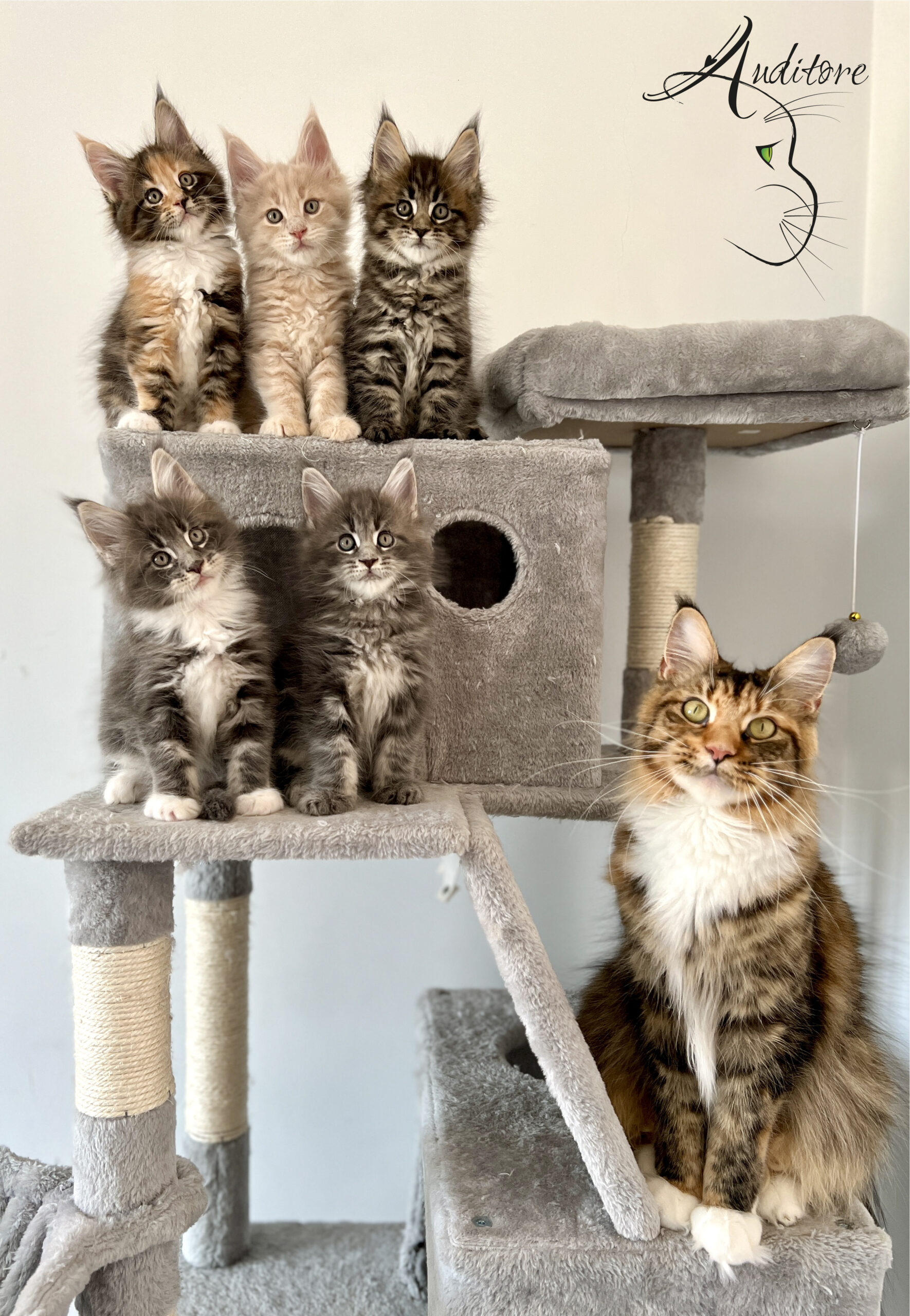 Maine Coon hodowla dolnośląskie – koty z Auditore*PL