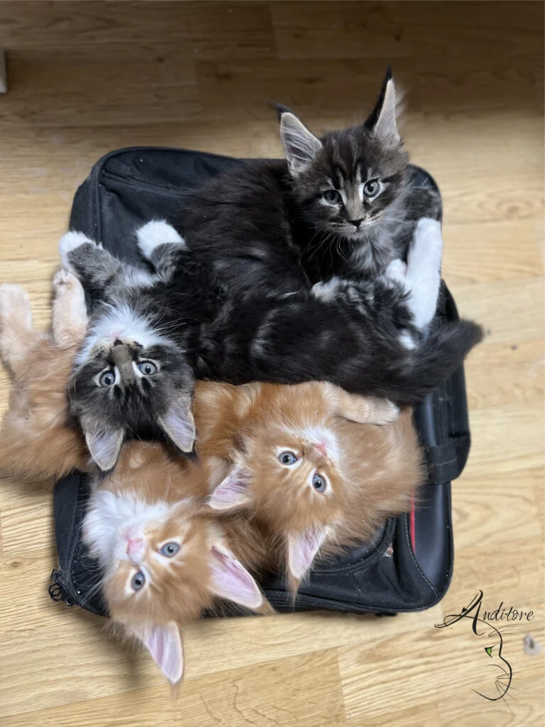Kociaki Maine Coon