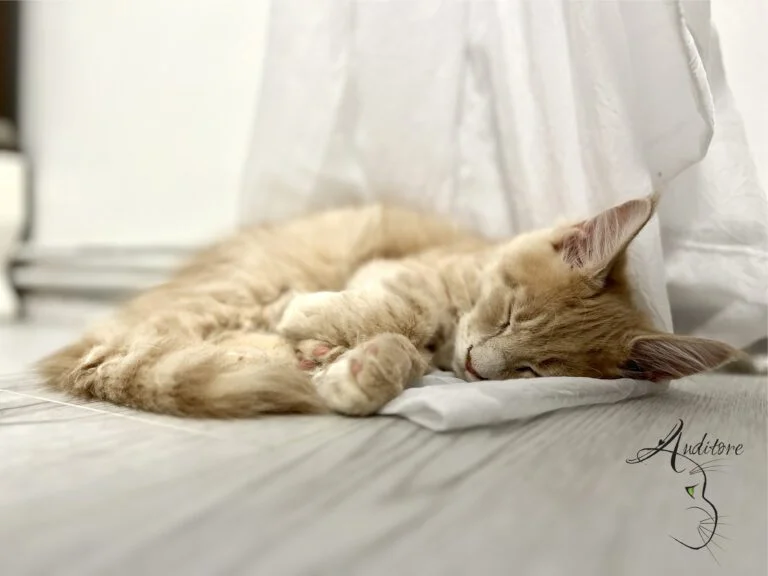 Śpiący kociak Maine Coon