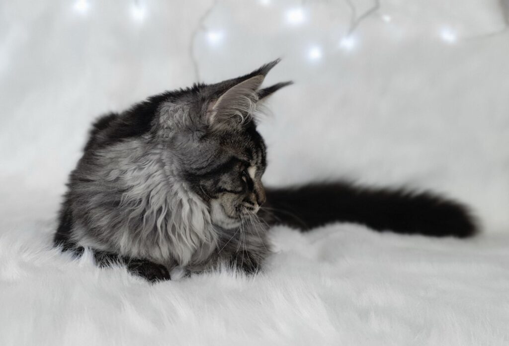 Doris Day Silverbastis