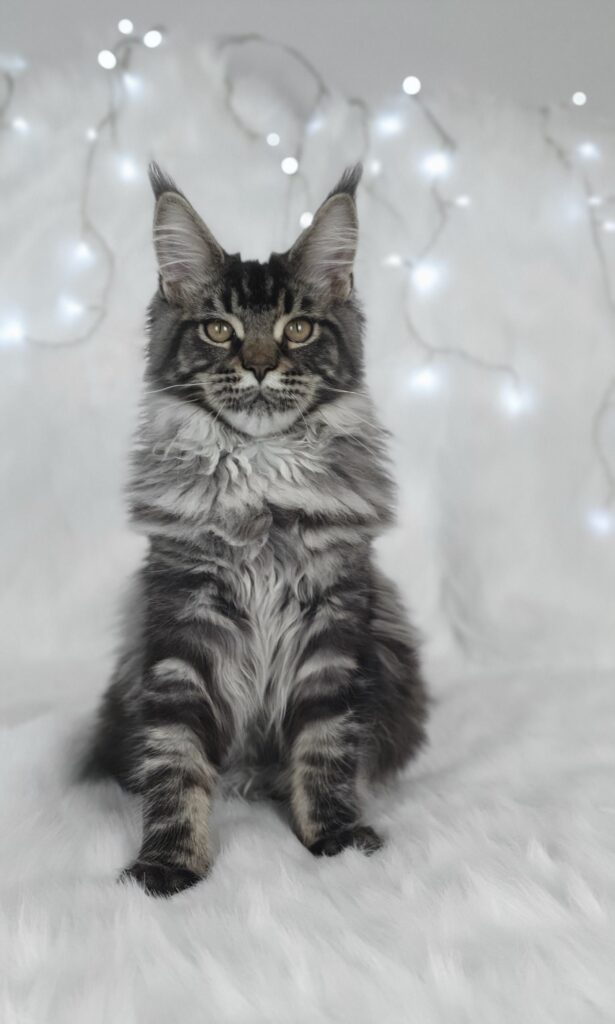 Doris Day Silverbastis