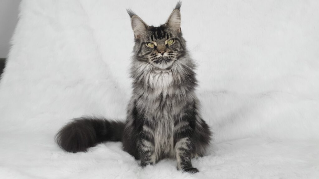 Doris Day Silverbastis