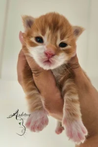 Mały rudy maine coon