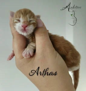 Mały rudy maine coon bez otwartych oczu