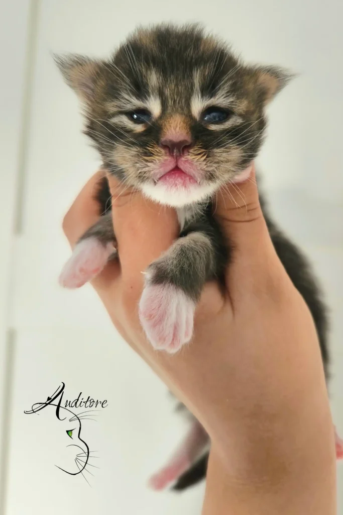 Mały czarny maine coon