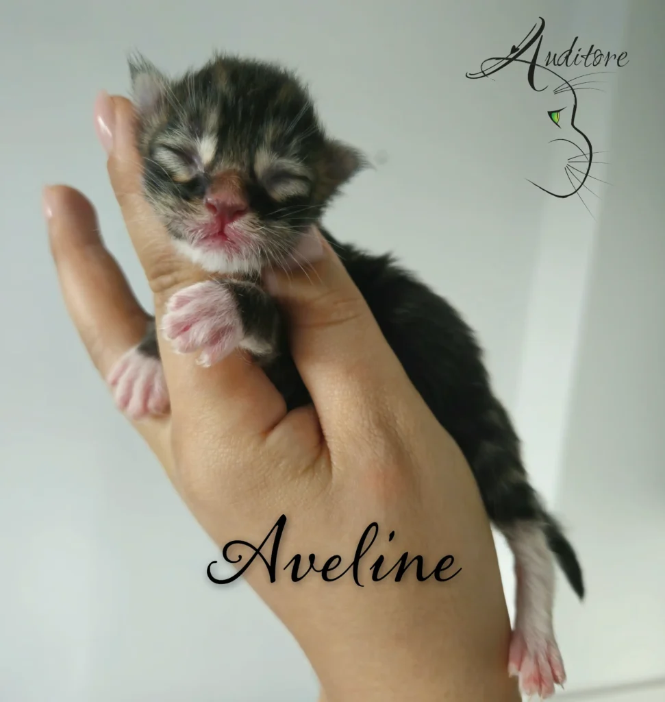 Mały czarny maine coon, bez otwartych oczu