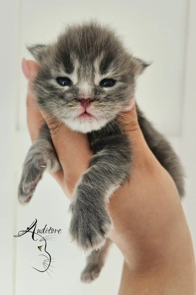 tygodniowy szaro-pręgowany kociak Maine Coon (MCO a 22) leżący na szarym futrze, logo hodowli Auditore*PL. Hodowla kotów Maine Coon, kocięta z rodowodem.