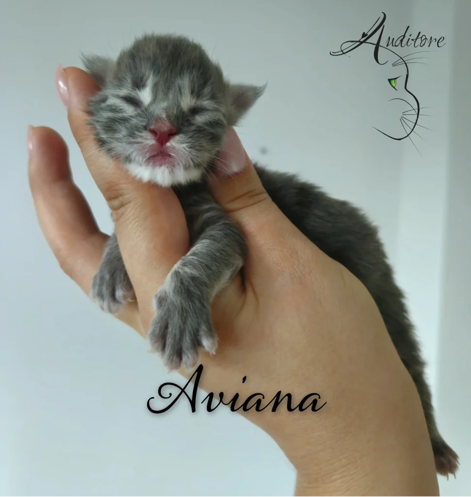 Mały niebieski maine coon bez otwartych oczu