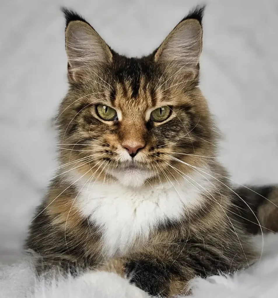 MCO f 09 23 czarna szylkretka tygrysio pręgowana z bielą (Foxy Silverbastis PL) w hodowli AuditorePL.