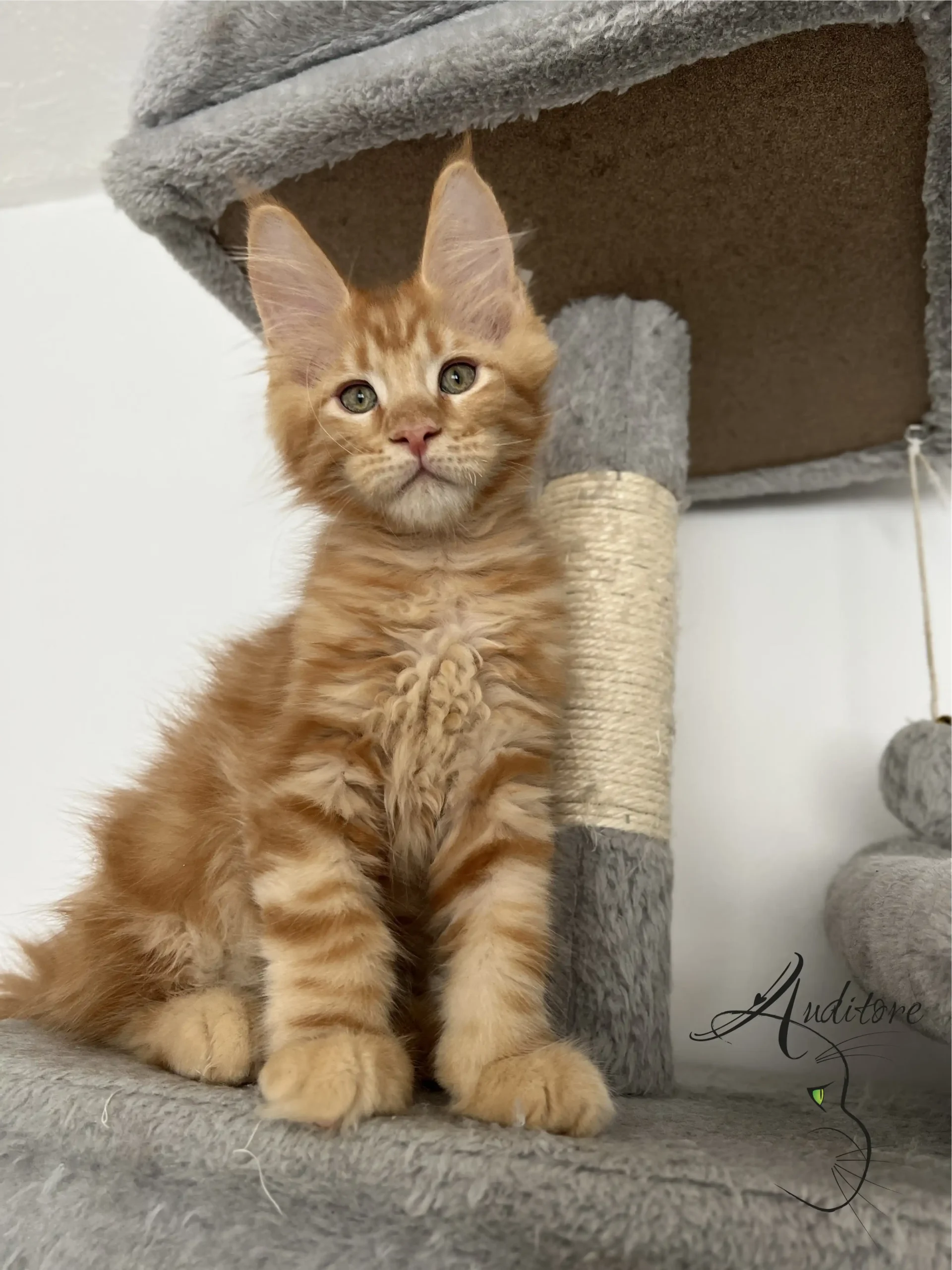 Maine Coon summary image
