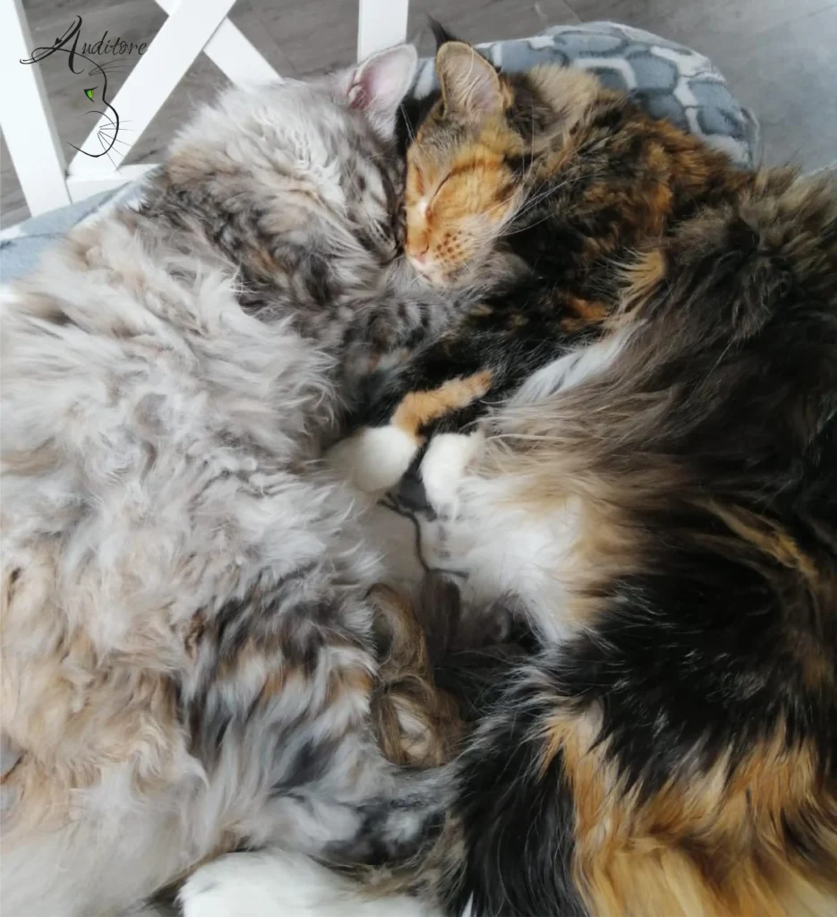 Dwa Maine Coony przytulające się