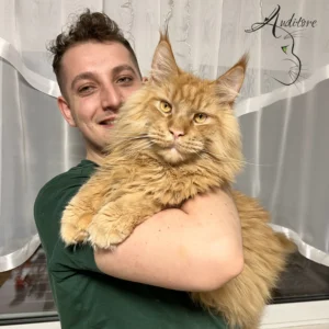 Maine Coon hodowla dolnośląskie – kocięta