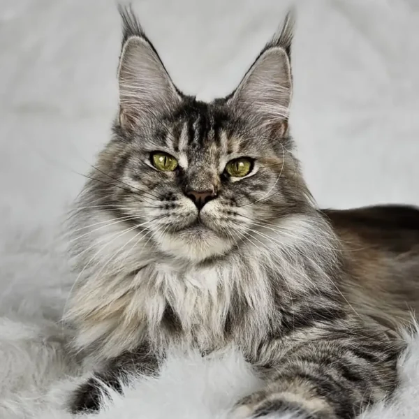 MCO fs 23 czarna srebrna szylkretka tygrysio pręgowana (CH Hope Silverbastis PL) w hodowli AuditorePL