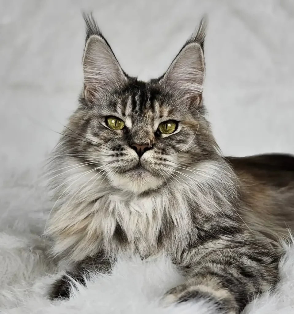 MCO fs 23 czarna srebrna szylkretka tygrysio pręgowana (CH Hope Silverbastis PL) w hodowli AuditorePL