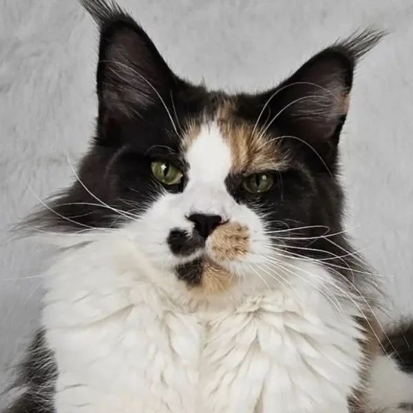 MCO g 03 niebieska szylkretka z bielą (I Love Silverbastis PL) w hodowli AuditorePL.