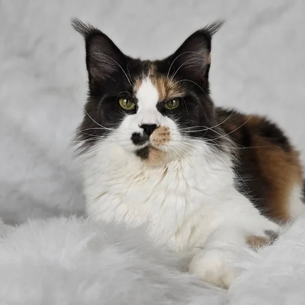 niebieska szylkretka z bielą Maine Coon