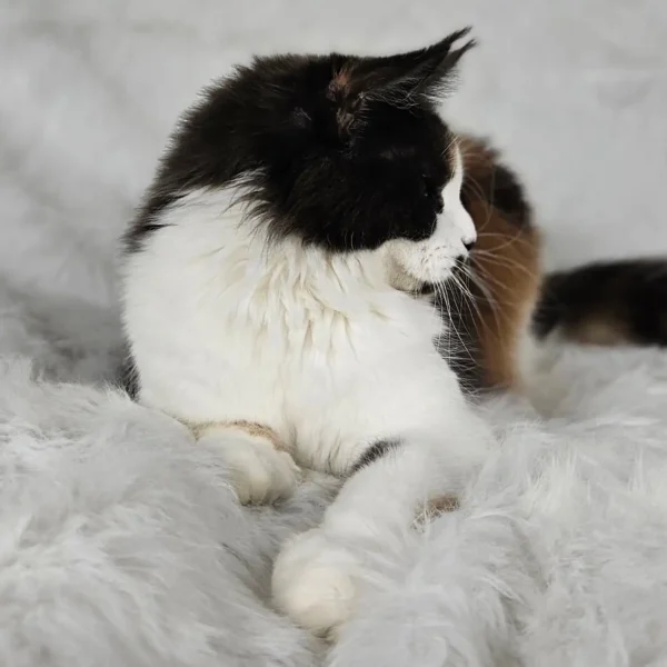 niebieska szylkretka z bielą Maine Coon