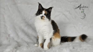 niebieska szylkretka z bielą Maine Coon