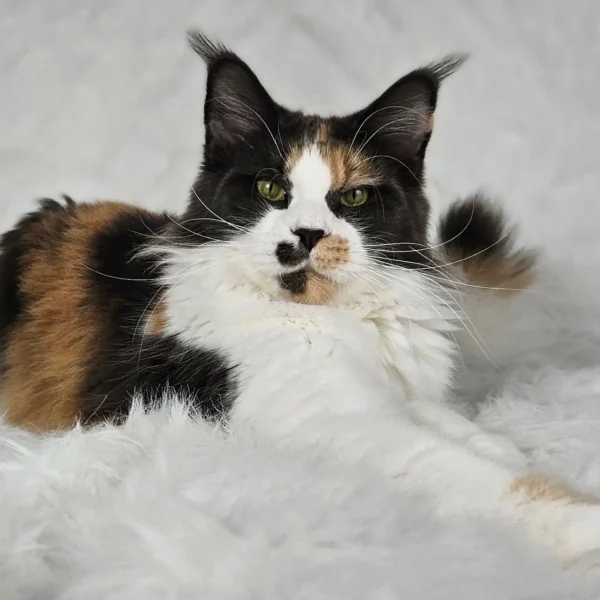 niebieska szylkretka z bielą Maine Coon