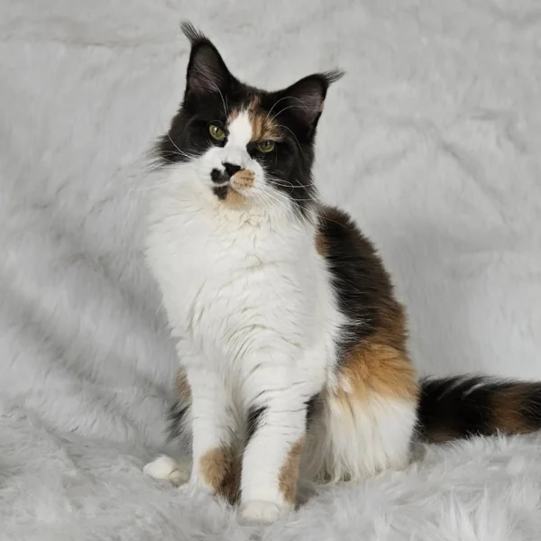 niebieska szylkretka z bielą Maine Coon