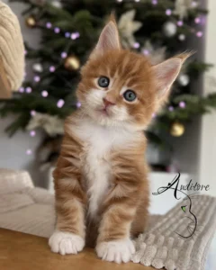 Rudo biały maine coon