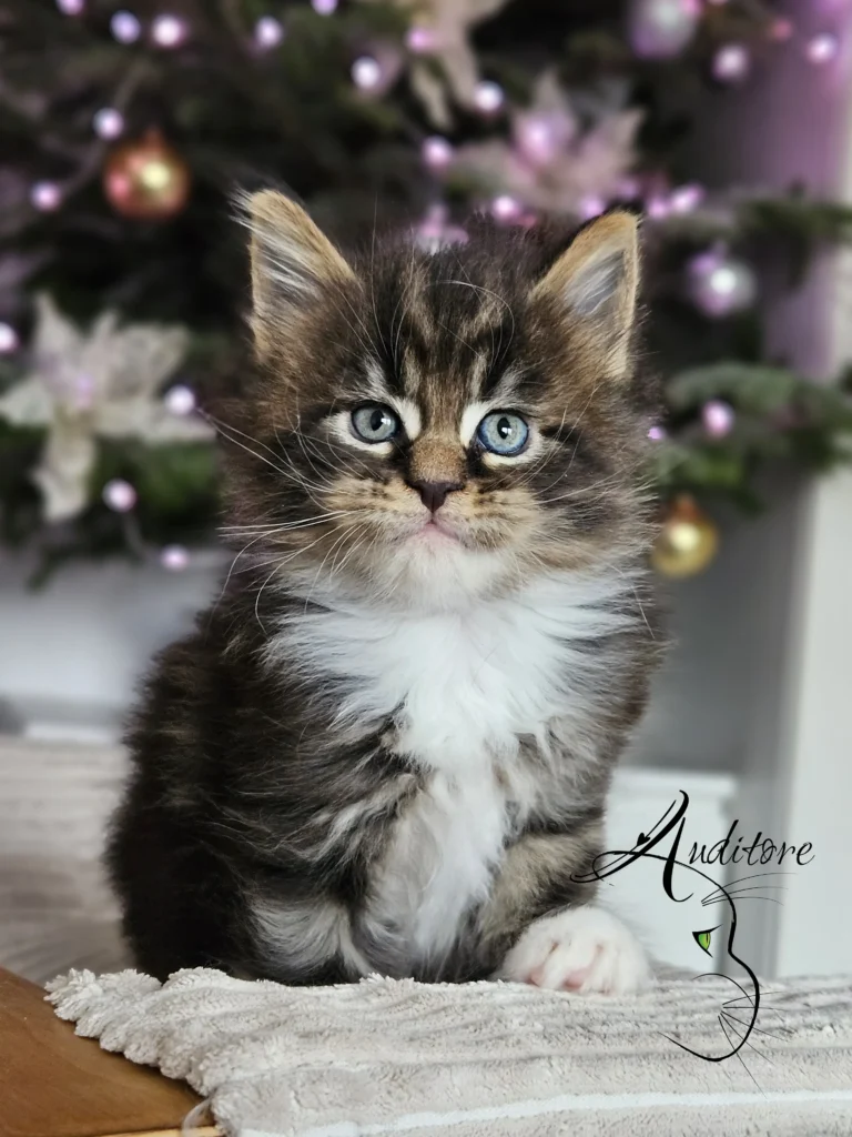 Czarny pragowany Maine Coon z bielą