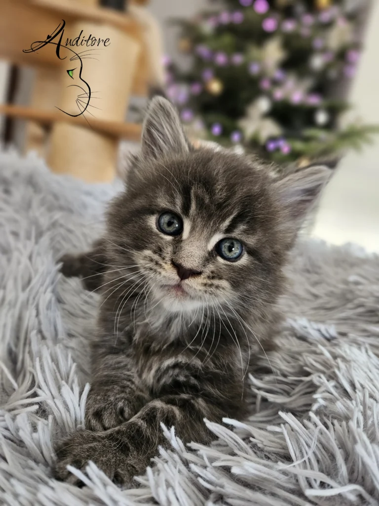 3-tygodniowy szaro-pręgowany kociak Maine Coon (MCO a 22) leżący na szarym futrze, logo hodowli Auditore*PL. Hodowla kotów Maine Coon, kocięta z rodowodem