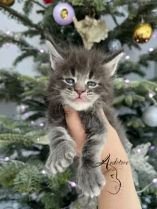 Maine Coon Niebieski