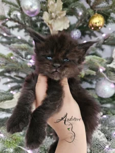 Maine Coon czarny