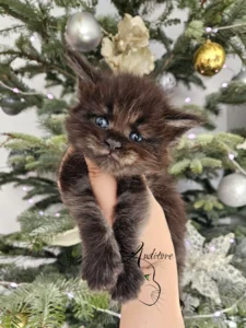 Maine coon czekoladowy