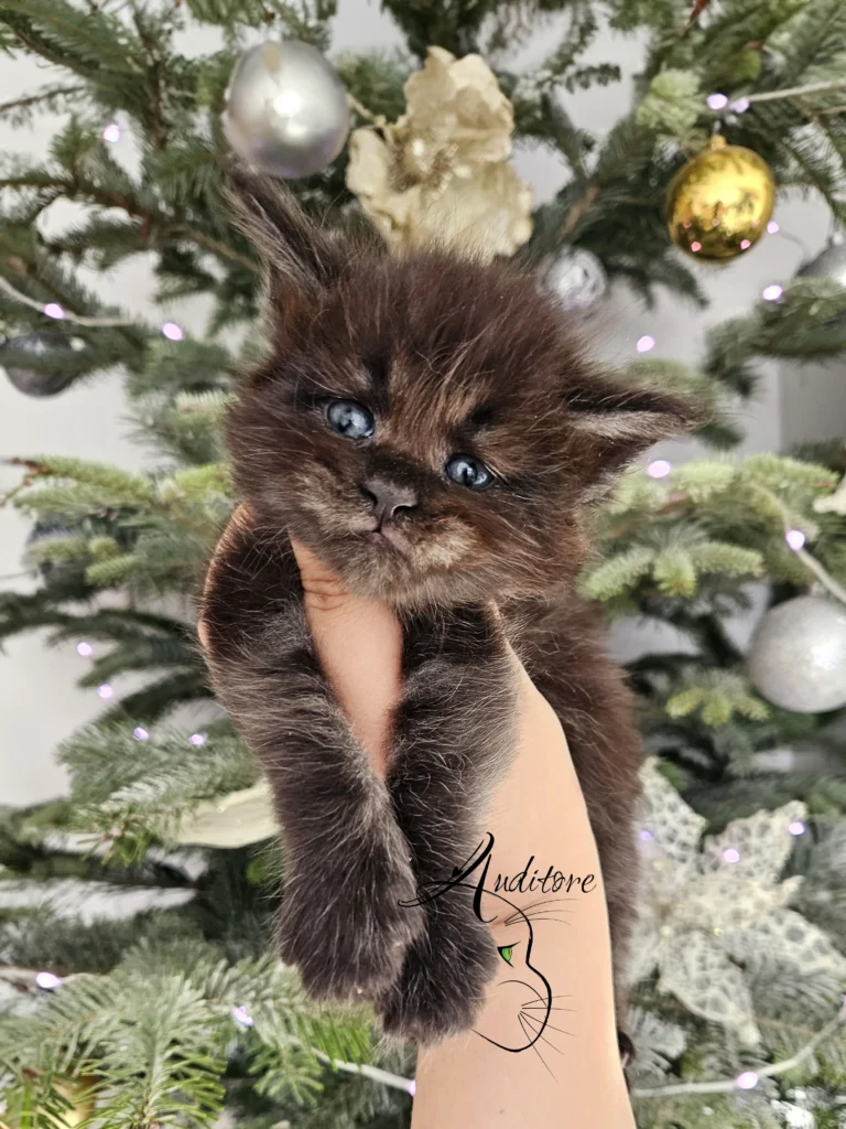 Maine coon czekoladowy