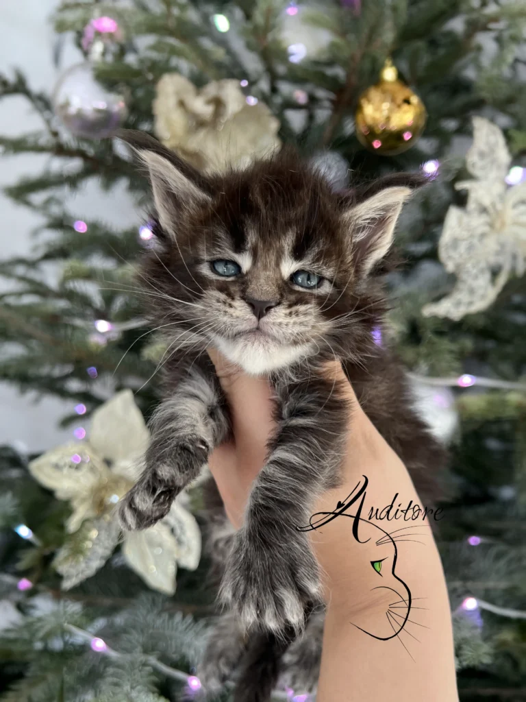 Maine Coon Czarny pregowany