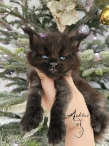 miesięczny czarny srebrny kociak Maine Coon (MCO ns) leżący na białym futrze, logo hodowli Auditore*PL. Hodowla kotów Maine Coon, kocięta z rodowodem.