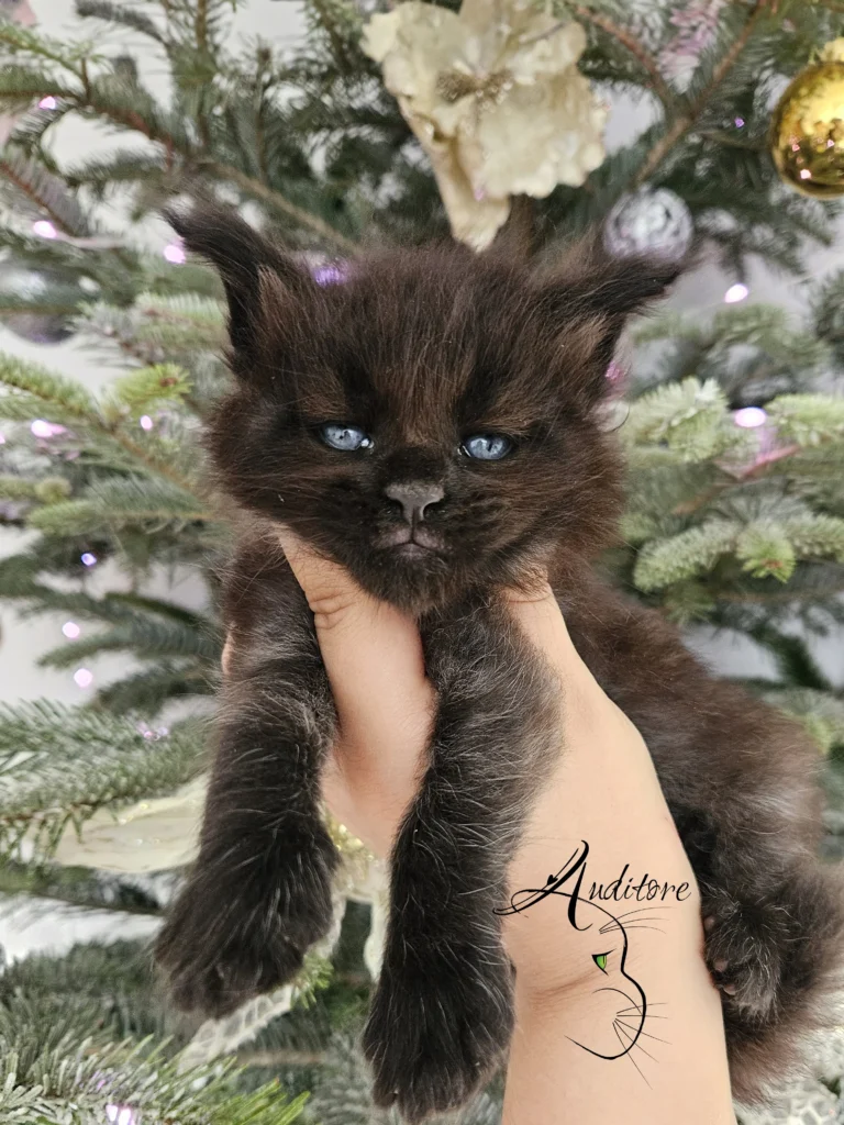 miesięczny czarny srebrny kociak Maine Coon (MCO ns) leżący na białym futrze, logo hodowli Auditore*PL. Hodowla kotów Maine Coon, kocięta z rodowodem.