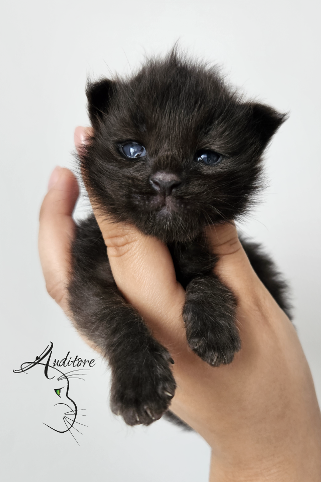 tygodniowy czarny srebrny kociak Maine Coon (MCO ns) leżący na białym futrze, logo hodowli Auditore*PL. Hodowla kotów Maine Coon, kocięta z rodowodem.