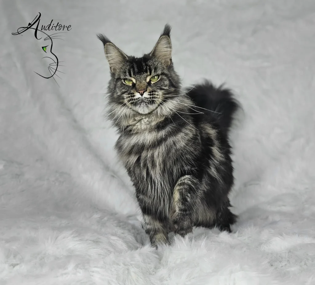 Doris Day Silverbastis