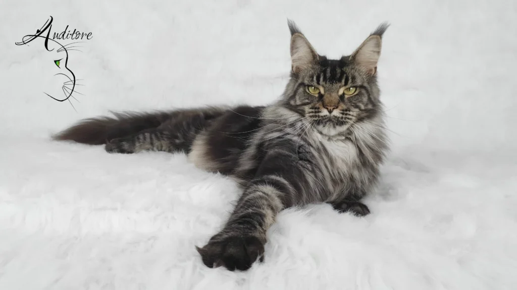 Doris Day Silverbastis