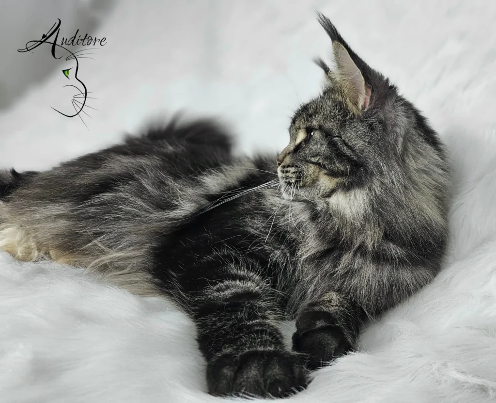 Doris Day Silverbastis