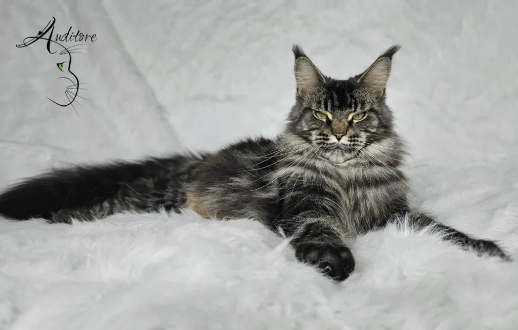 Doris Day Silverbastis