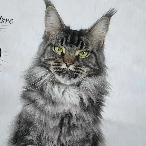 MCO f 09 22 Czarna srebrna klasycznie pręgowana kotka Maine Coon (CH Doris Day Silverbastis PL) w hodowli AuditorePL.