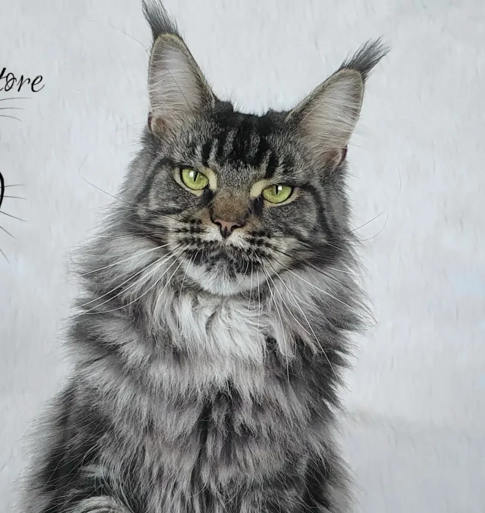 MCO f 09 22 Czarna srebrna klasycznie pręgowana kotka Maine Coon (CH Doris Day Silverbastis PL) w hodowli AuditorePL.