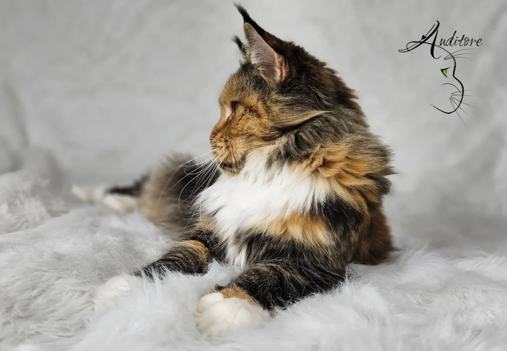 Upendi Silverbastis Upendi Silverbastis