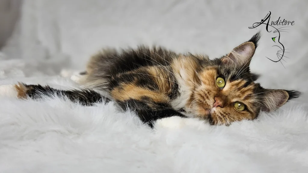 Upendi Silverbastis Upendi Silverbastis